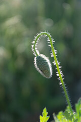 Obraz premium Unopened bud of a field poppy in the morning light on a summer day.