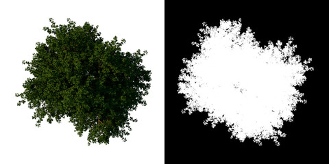 Top view tree (Negundo Maple 1) white background alpha png 3D Rendering Ilustracion 3D