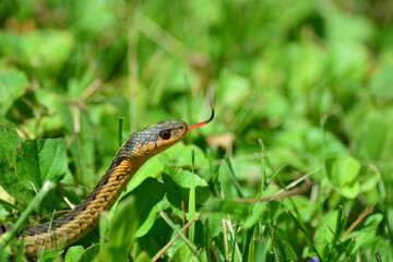 Garter snake testing the air