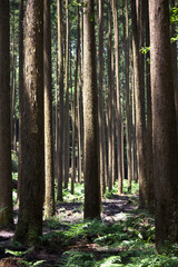 Obraz premium 木漏れ日の射す杉林