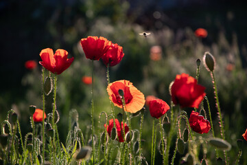 Fototapeta premium Poppies in the garden at dawn in the sunlight.
