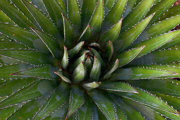 Fototapeta premium Aloe Plant | Digital Image Print | Succulent | Grand Canyon | Desert | Instant Download | Landscape & Nature Photography | Wall Art Picture