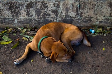 dog lying on the ground