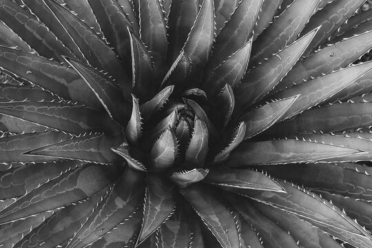Succulent | Black and White | Digital Image Print | Grand Canyon | Desert | Instant Download | Landscape & Nature Photography | Wall Art