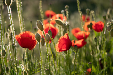 Poppies in the garden at dawn in the sunlight.