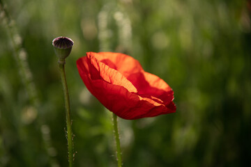 Red poppy flower and seedbox on a sunny day in the garden.