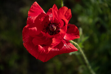 One red poppy flower with disordered petals in the garden on a sunny summer day.