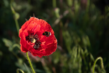 One red poppy flower and an insect in the garden on a sunny summer day.