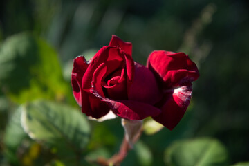 Young red rose bud in the garden at dawn, in the sunlight.