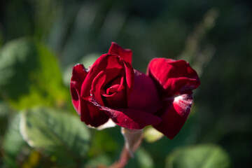 Young red rose bud in the garden at dawn, in the sunlight.