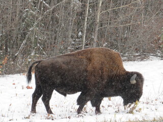 LIARD RIVER, MUNCHO LAKE, TOAD RIVER