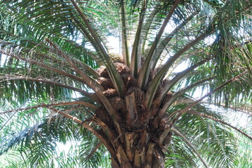 Oil palm trees plantation in Malaysia