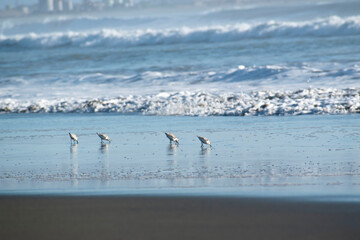 Aves marinas en la playa