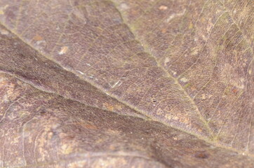 Naklejka na ściany i meble Macro of a texture of a dry leaf