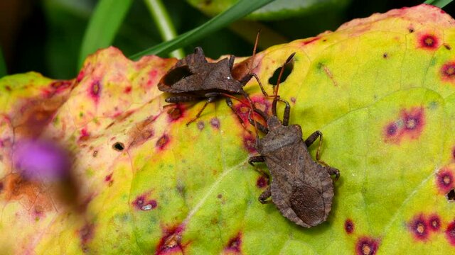 Dock Bugs on a leaf. His Latin name is Coreus marginatus.
