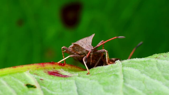 Dock Bugs in copulation. His Latin name is Coreus marginatus.