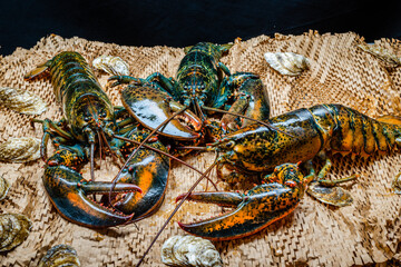 Lobster in the fishing net 