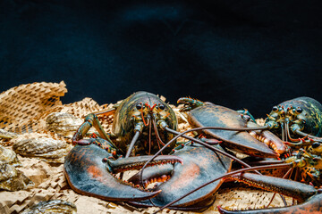 Lobster in the fishing net 
