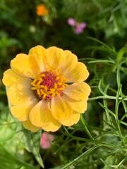 yellow flower in the garden