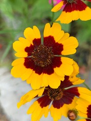 yellow flower in the garden