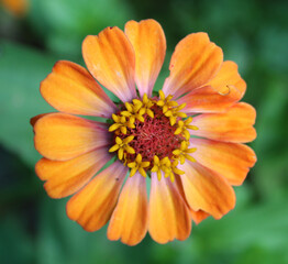orange gerber daisy