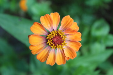 orange zinnia flower