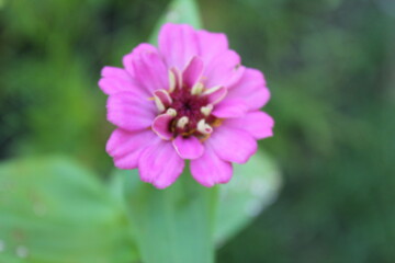 bee on pink flower
