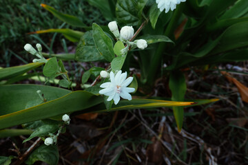 white jasmine flower in a garden