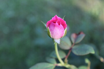 pink rose bud