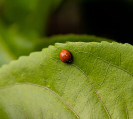 Ladybug on a leaf