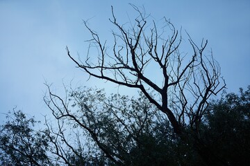 Bare trees with cloudy sky twilight background
