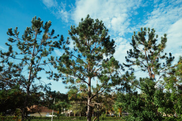 Beautiful cloud in the summer of Florida