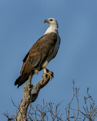 White-bellied Sea Eagle (Haliaeetus leucogaster) perched on a tree - second largest bird of prey in Australia