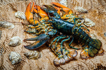Lobster in the fishing net 