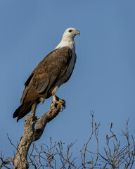 White-bellied Sea Eagle (Haliaeetus leucogaster) perched on a tree - second largest bird of prey in Australia