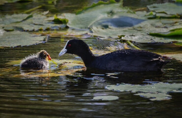 Eurasian Coot & her chick (Fulica atra) - related to the Moorhen - NSW, Australia 