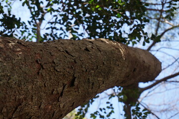 Obraz premium tree in the park