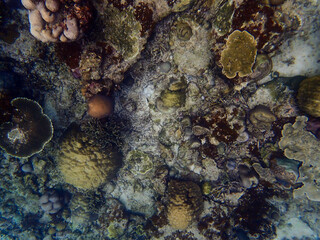 Beautiful marine life at the island