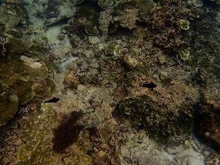 Beautiful marine life at the island
