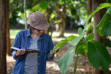 Female botanists are looking at the leaves of the problematic teak tree to note the changes.