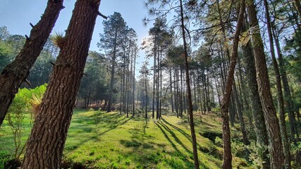 Amanecer en el Bosque