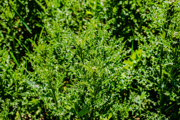 Obraz premium Thistle weeds in the meadow 