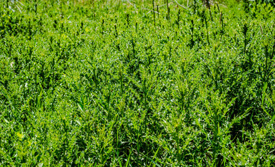 Thistle weeds in the meadow 