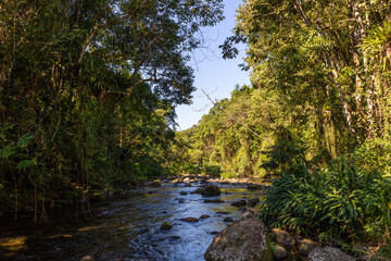 Fototapeta na wymiar River on the jungle