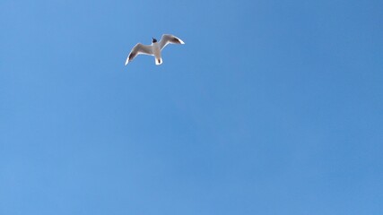 gaviota volando