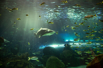 Fototapeta premium shark in aquarium