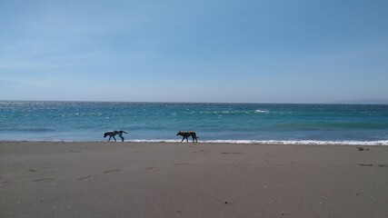 perros caminando en la playa de pichilemu chile