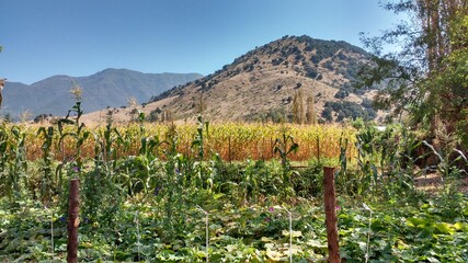 Fototapeta na wymiar paisaje campo rural chile