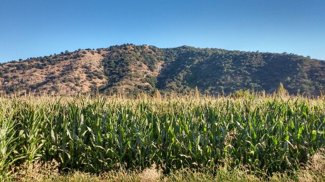 paisaje campo rural chile, sembradio maiz o choclo