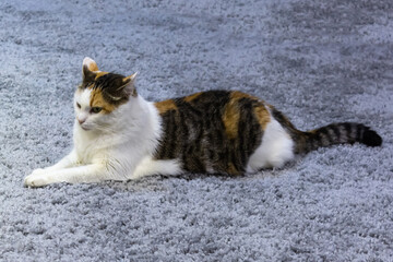black white red cat lies on a fluffy gray carpet